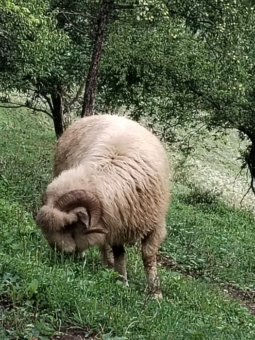 Berbec de vânzare!