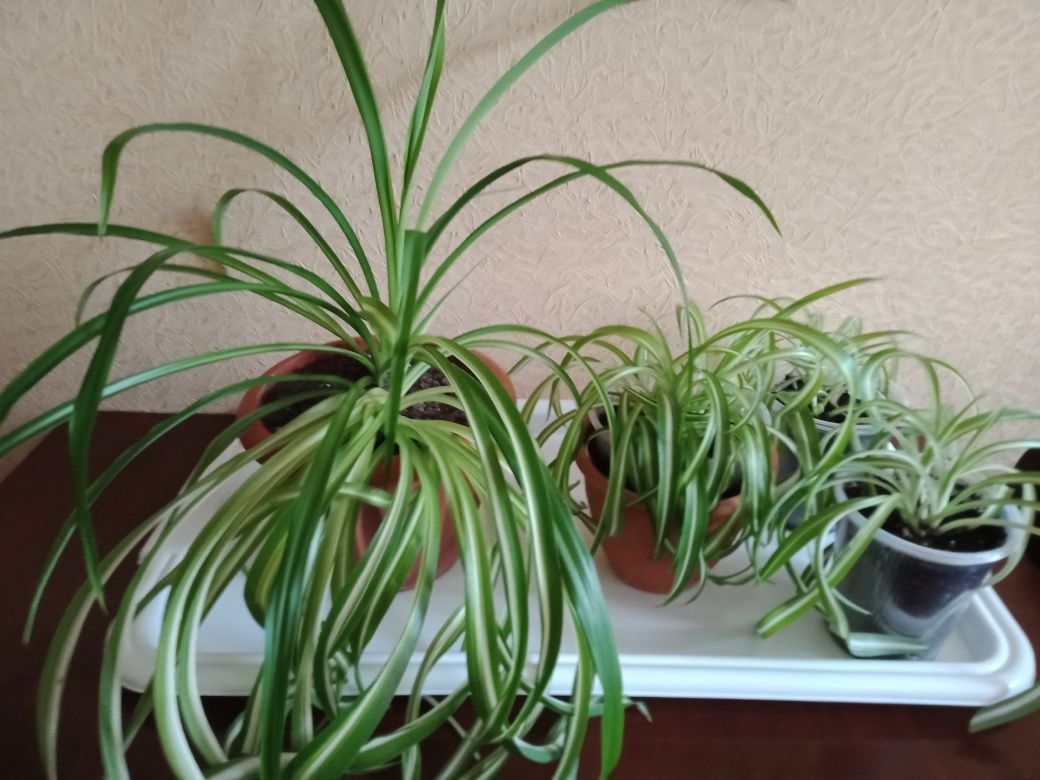 Продается хлорофитум хохлатый