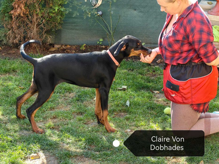 Cățeii Doberman cu pedigree tip A - FCI