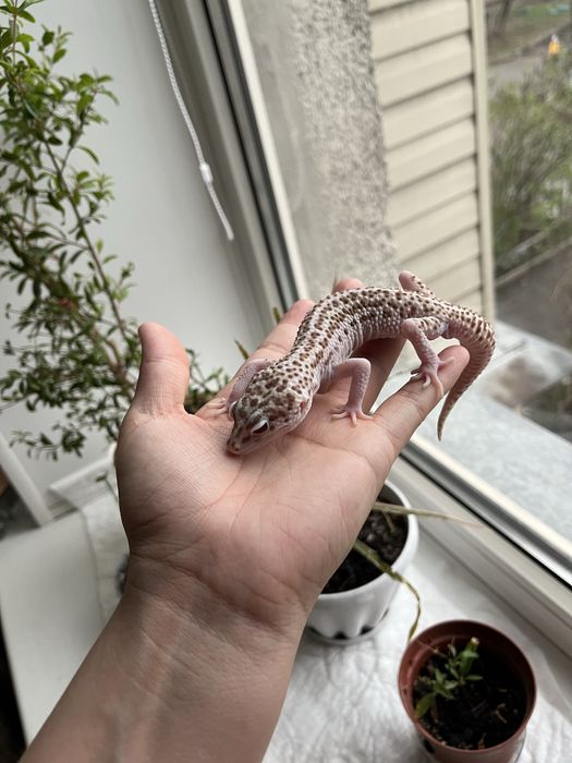 Продается эублефар