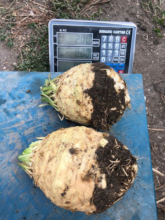 Vand telina Rex F1 hibrid