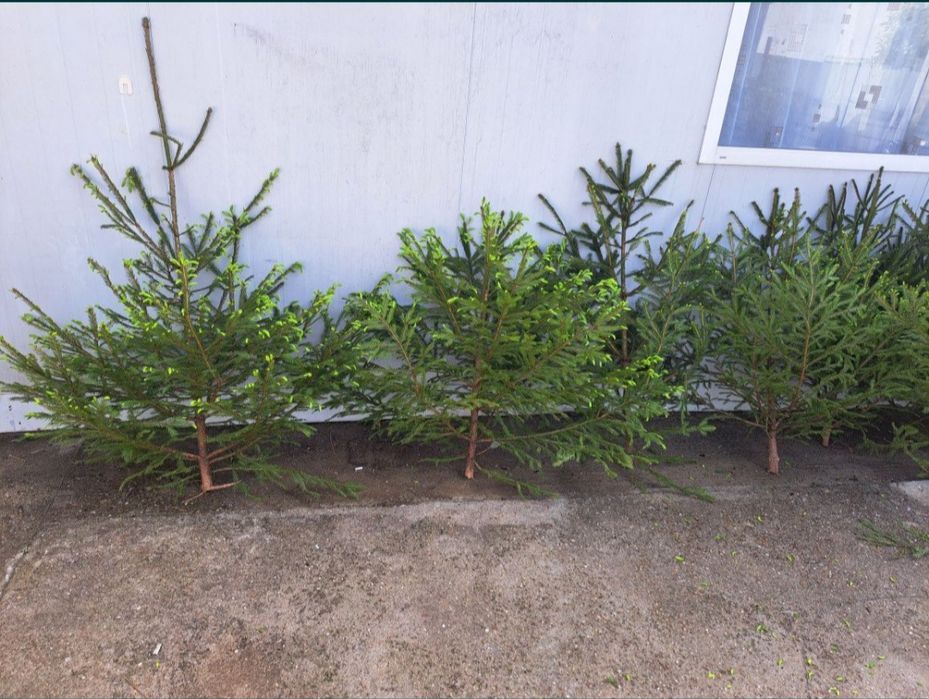 Vând și brazi de nuntă