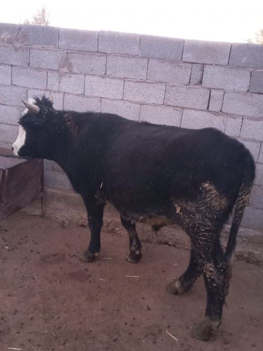 2 өгіз сатылады.