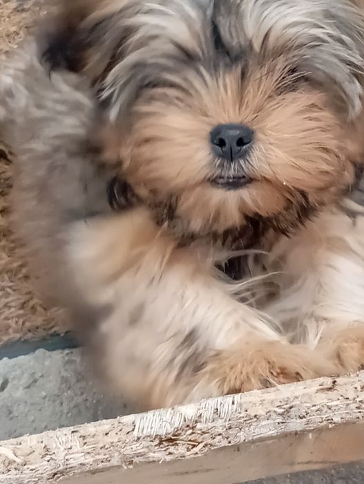 Йорки продавам!!