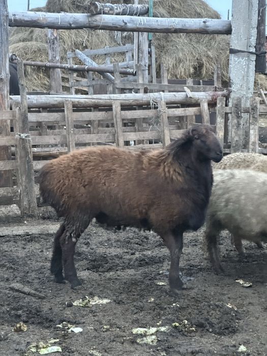 Продам кошкаров на племя