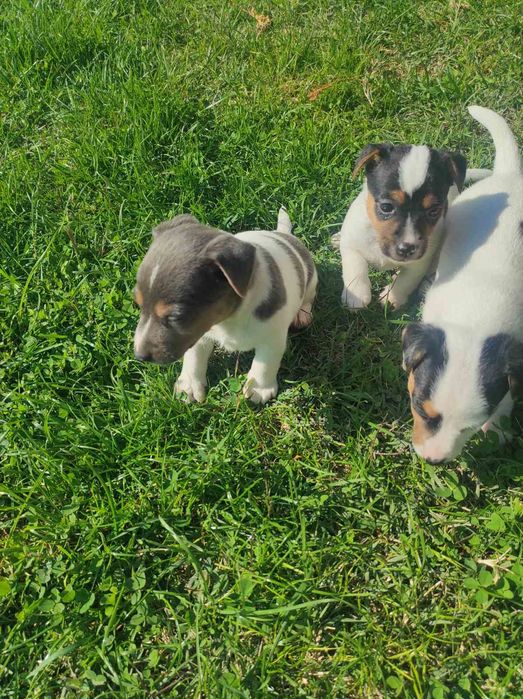 Джак ръсел териери