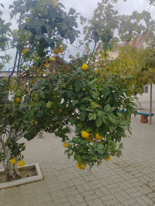 Продаю Айва фрукты местные, свежие