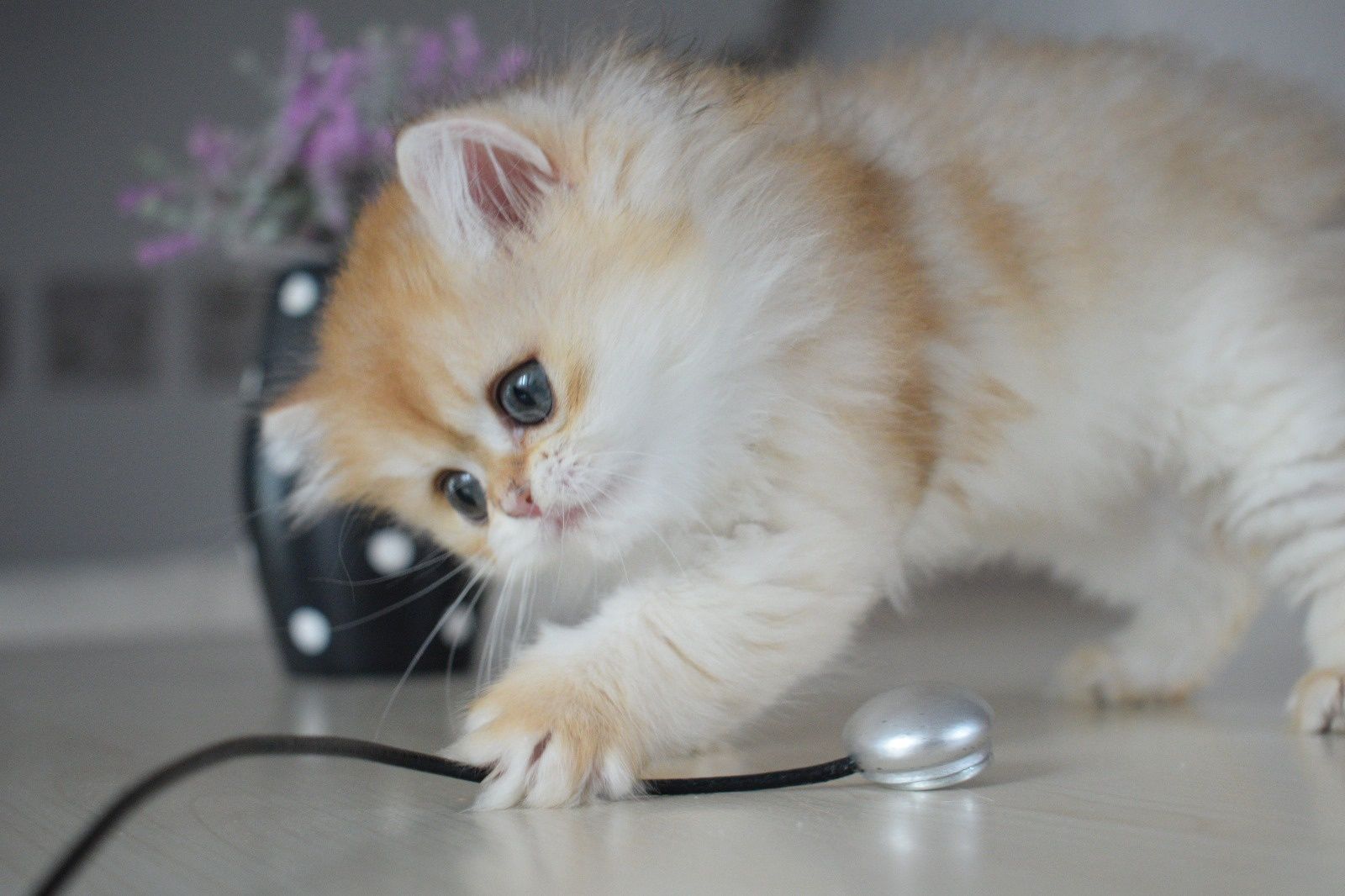 British longhair