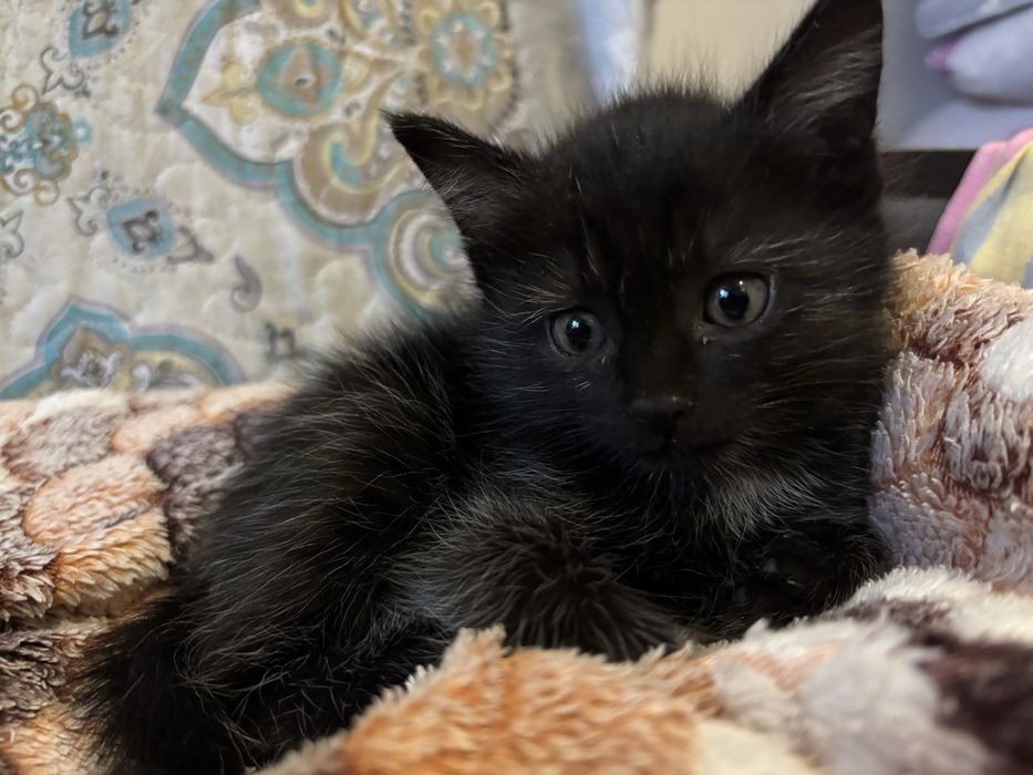 Котёнок девочка 1 месяца алматы