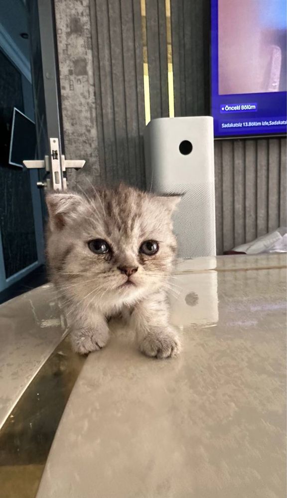 Кошка Вислоухие шиншилы