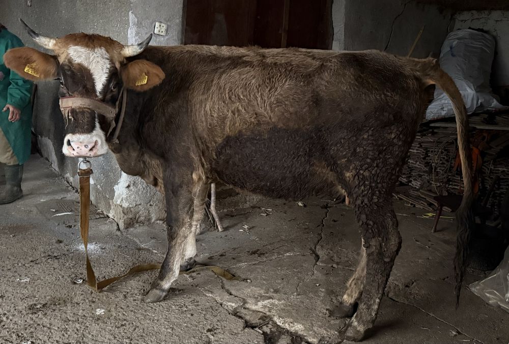 Vand junica de taiere