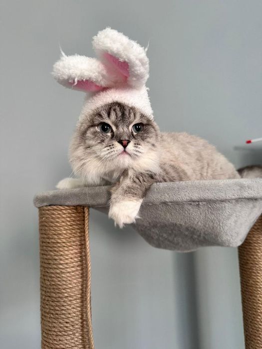 Продам  кошку Смесь золотая шиншилла и шотландская