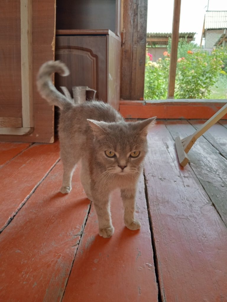 Котики бесплатно