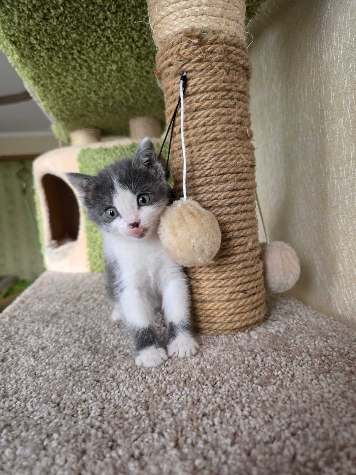 котенок ищет дом