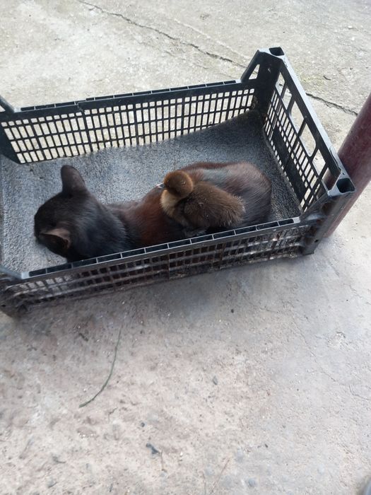 Vind vaci și doi vitei