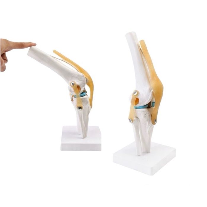 Муляж коленного сустава , Коленный сустав человека тизза бугими