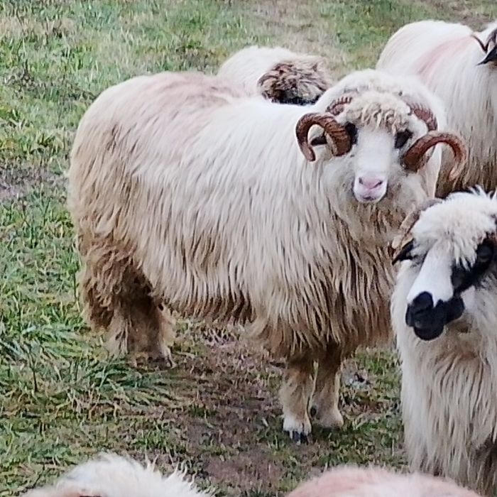Vând Berbec și Noatin