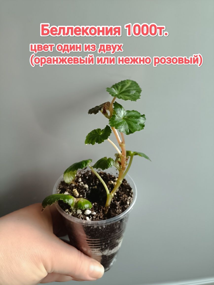 Эпифиллум розовый и др