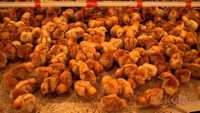 Продам цыплят несушек, суточные Ломан Браун порода вылупятся 17.06.24