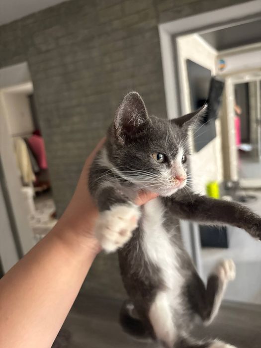 В хорошие добрые руки