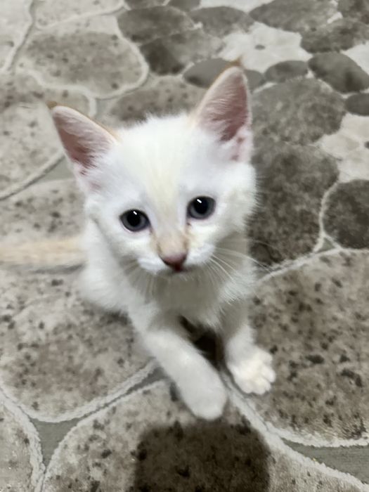 Aqilli parodiyali mushukla sotilad