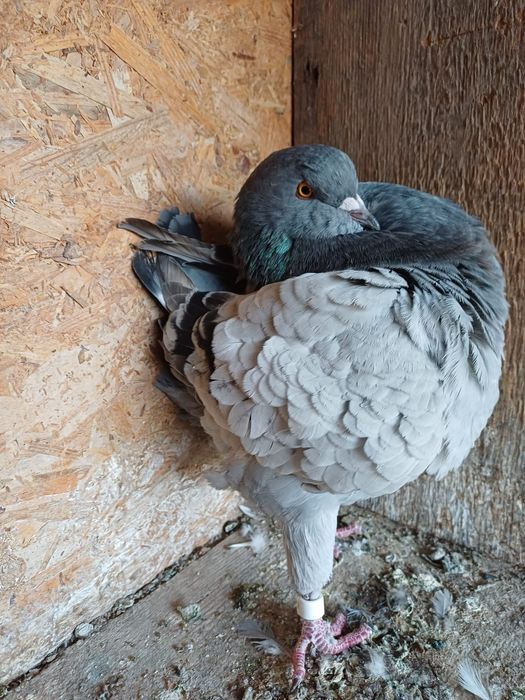 Porumbei King de vanzare