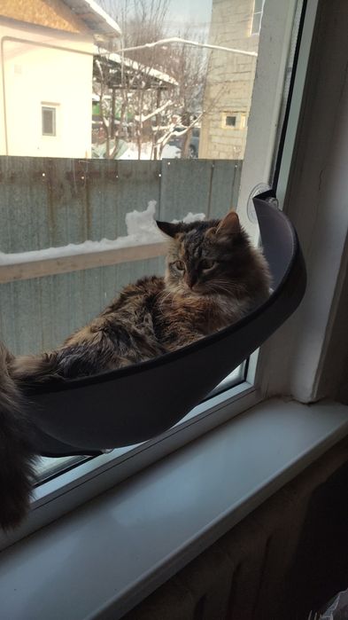 Отдам даром лежанку для кошки, на окно, на присосках