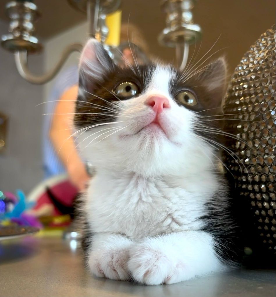 Мъжко коте на 2 месеца търси дом