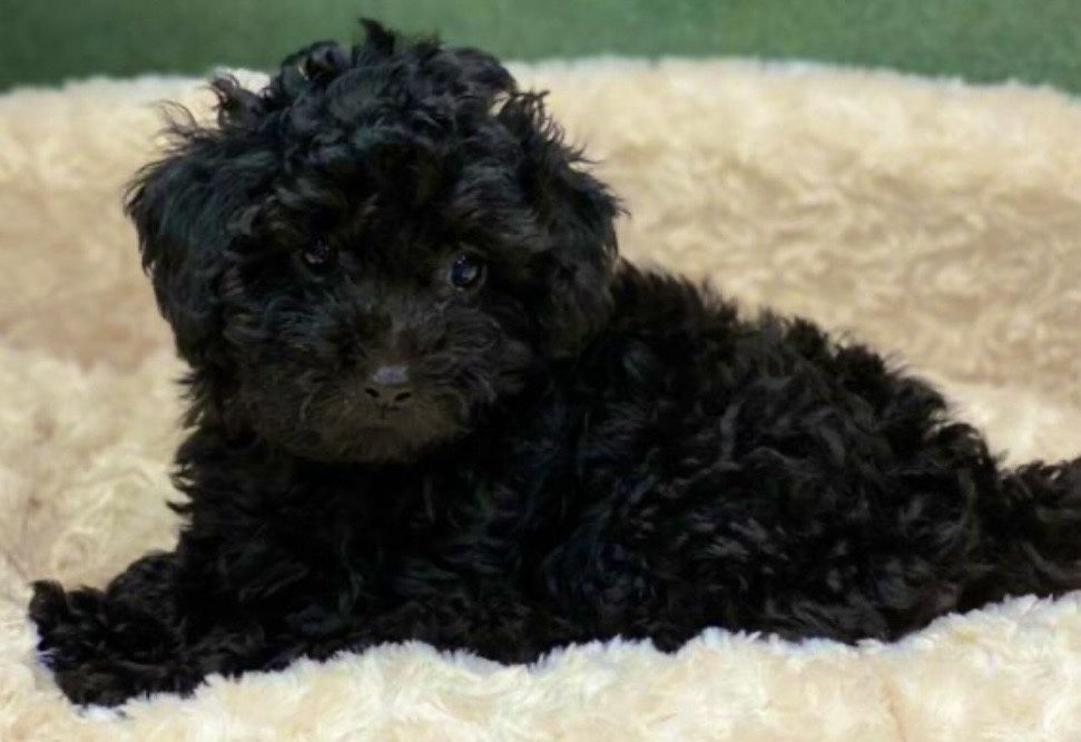 Пудел мини    Пудел мини