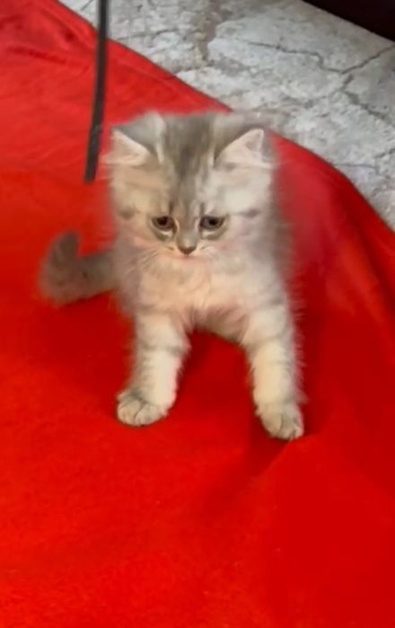 British longhair tobby