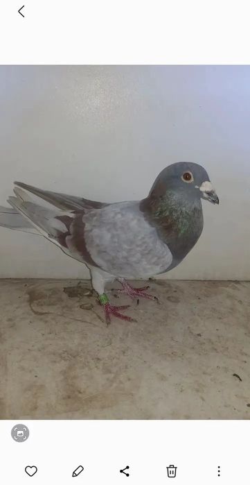 Mascul porumbei Cârciumar