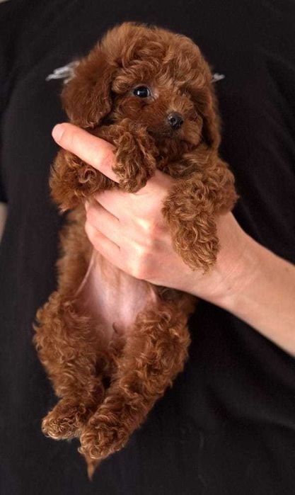 De vanzare Pudel red talie mini,foarte frumos/transport