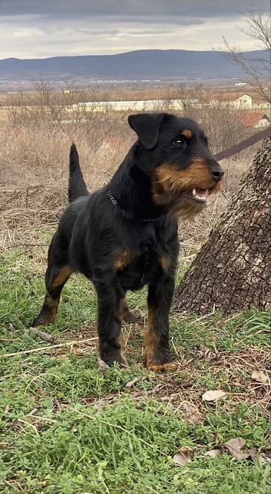 Пропала собака ягдтерьер