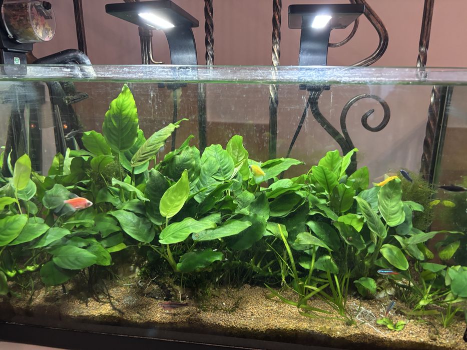 Anubias, plante acvariu
