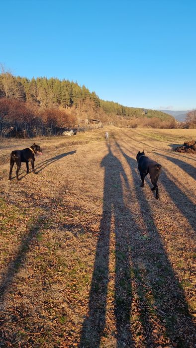 Кане корсо женска