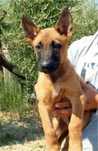 Ciobanesc Malinois cu Pedigree