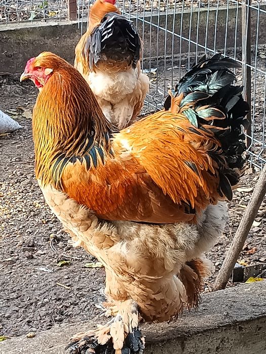 Cocosi brahma columbia