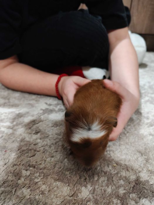 Продавам морски свинчета