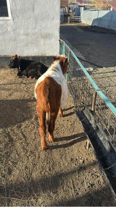 Еркек бузау 7,5 айлык