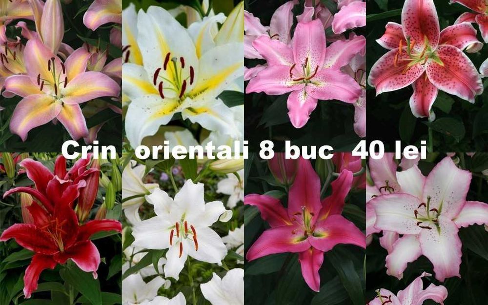 Bulbi de crini diverse soiuri