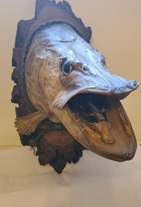 Препарирана глава от риба
