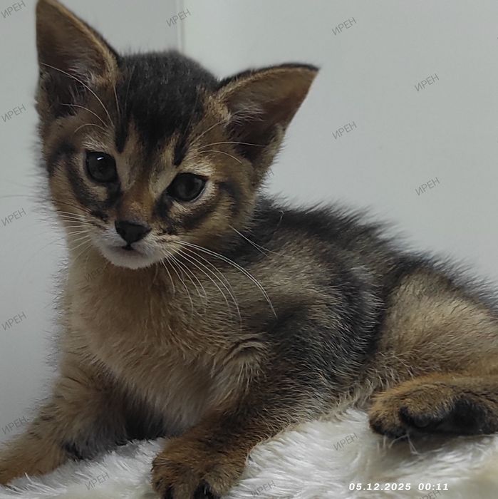 Абиссинец в ваш дом