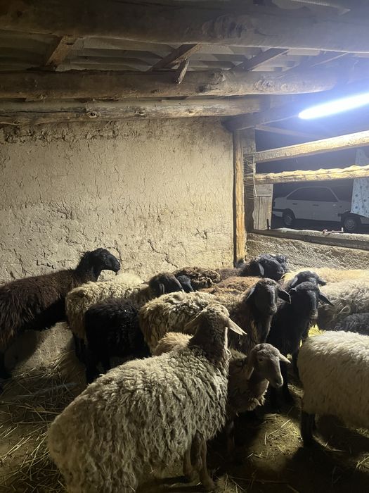 Қой сатылады бір жайдан