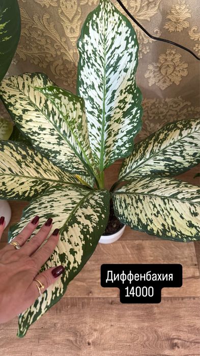 Диффенбахия гигант