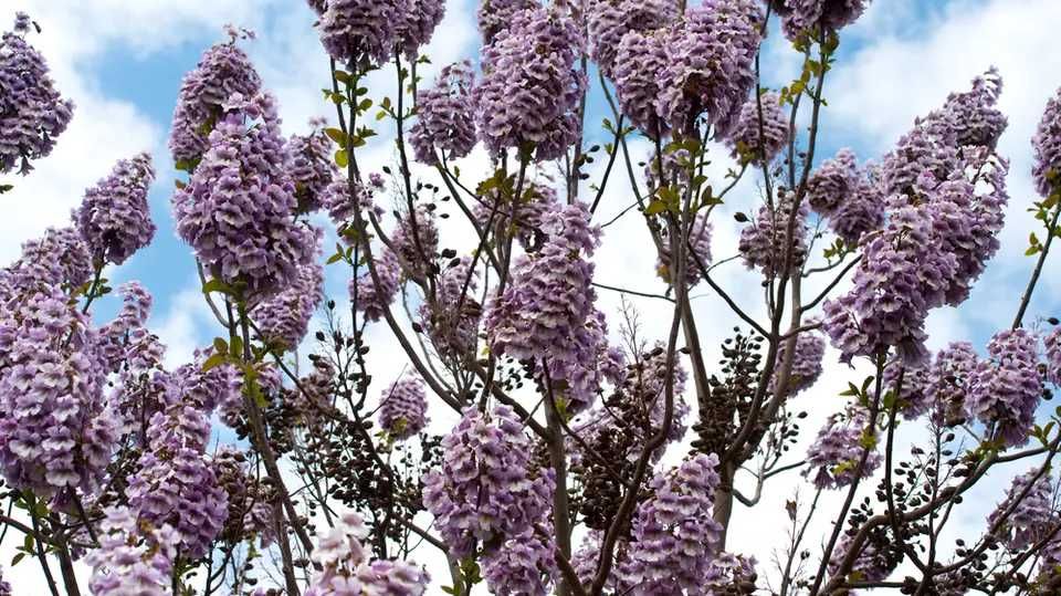 Puieti Paulownia inradacinati. Pomi fructiferi.livrare RO