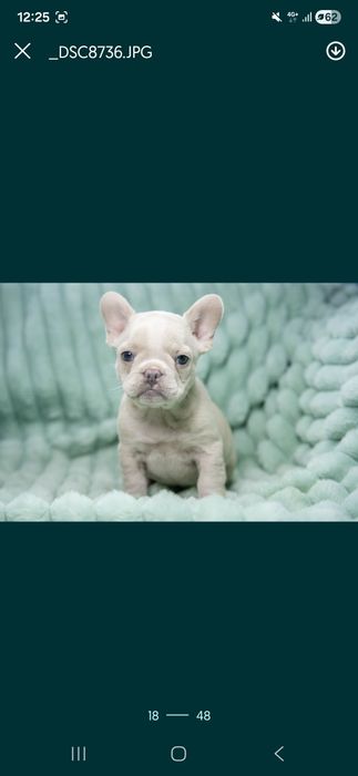 Vând  bulldogei aproape 2 luni