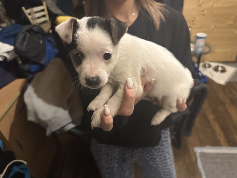 Продавам кученца Джак Ръсел