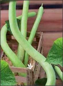 20 seminte dovlecei Zucchini: verde inchis/deschis, galben, striat