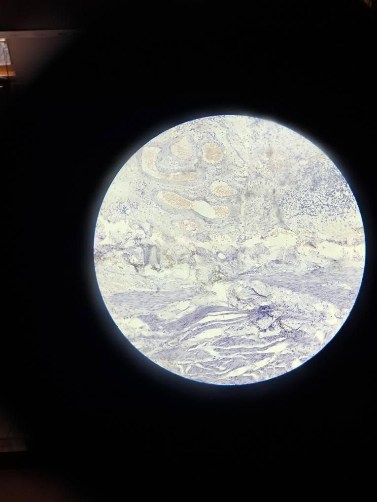 Meditatii biologie anatomie si vegetala