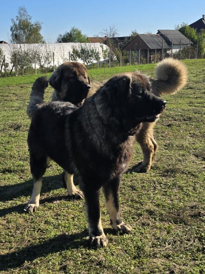Ciobănesc caucazian